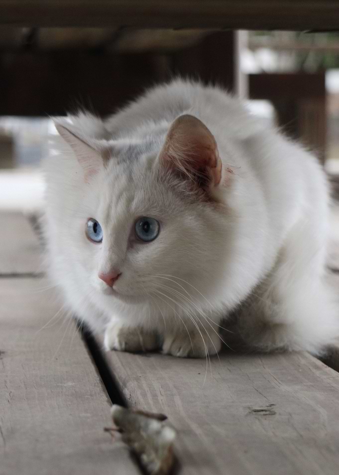 Cat Cats Feline Kitty