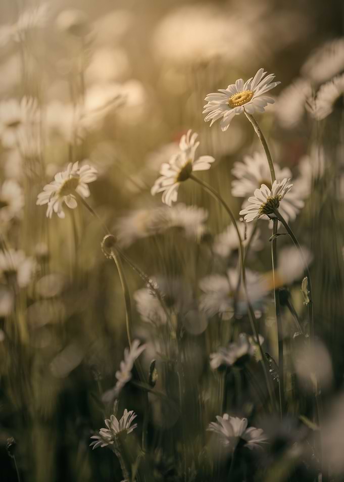 White camomile meadow