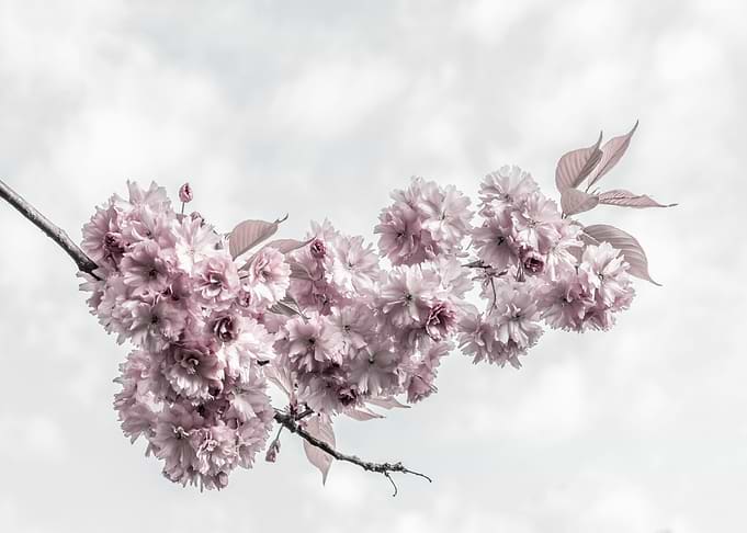 Branch with cherry blossom