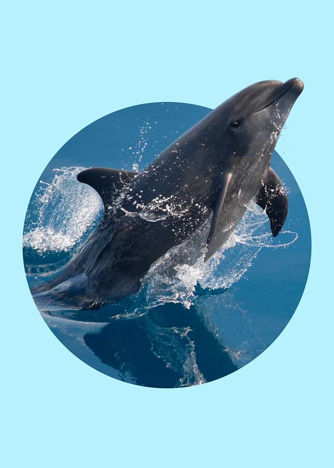 Dolphin Fish in Water