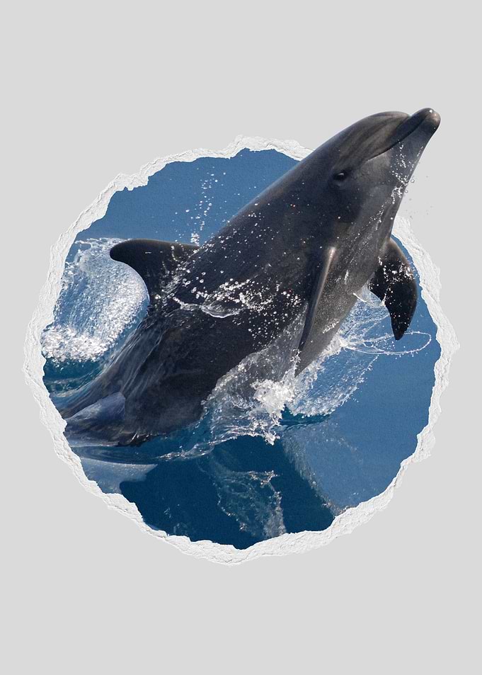 Dolphin Fish in Water
