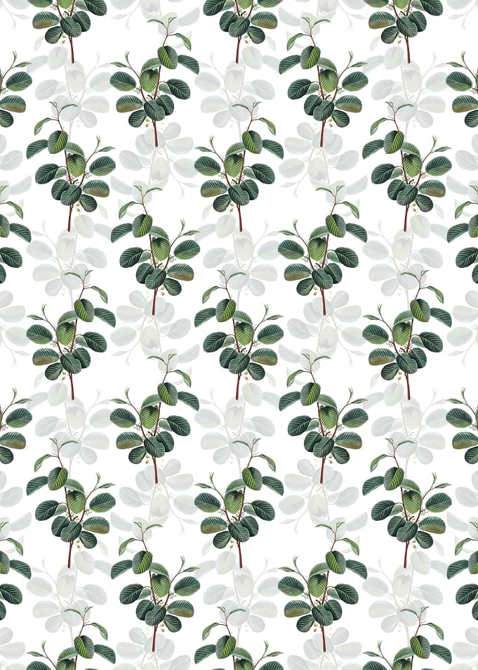 Alpine Buckthorn Plant