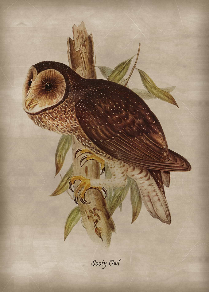 Sooty Owl