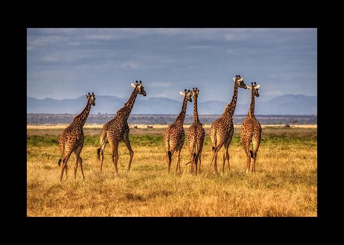 Giraffe