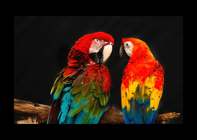 Parrot