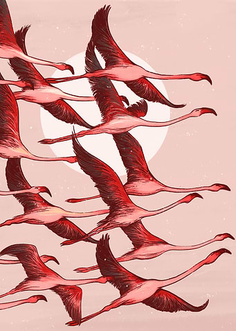 Flamingo