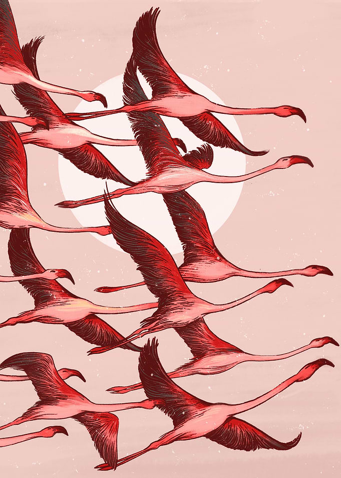 Flamingo