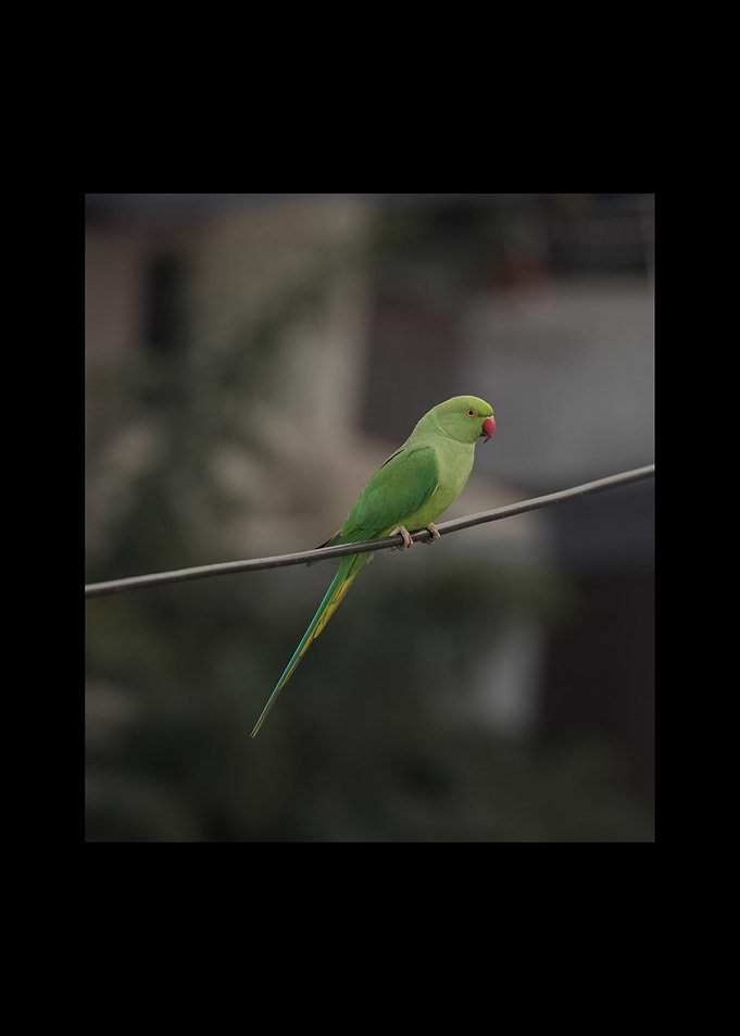 Parrot