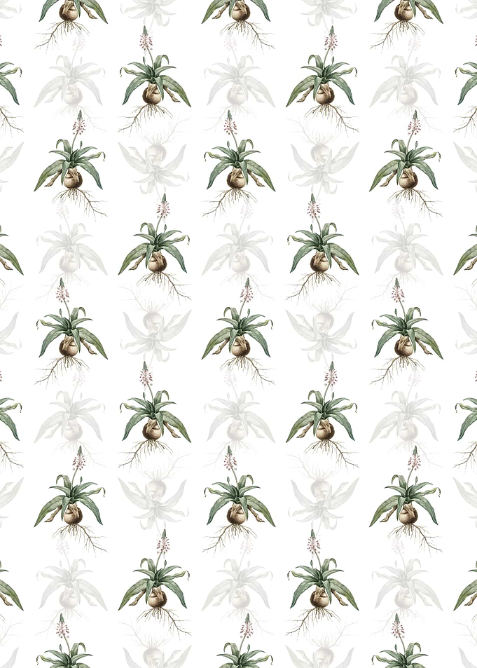 Lachenalia Lanceaefolia
