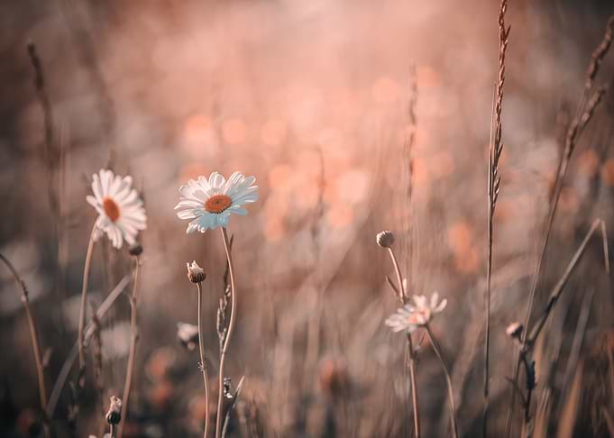 Chamomiles, white flower