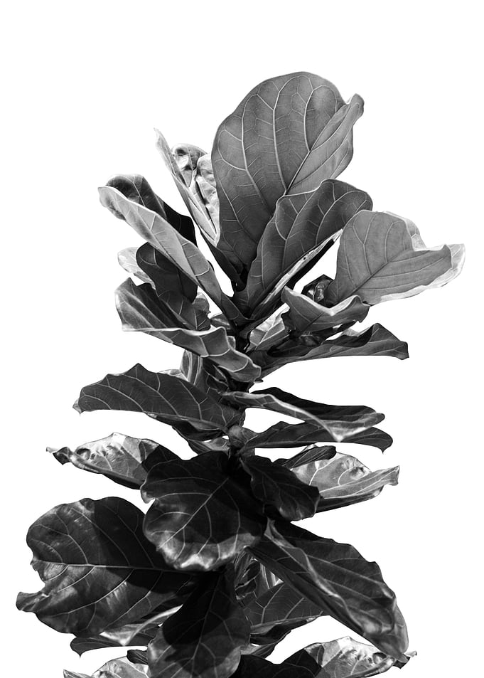 Fiddle Leaf Fig Finesse 1