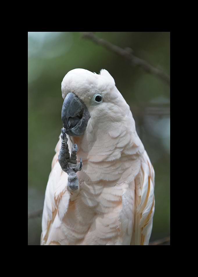 Parrot