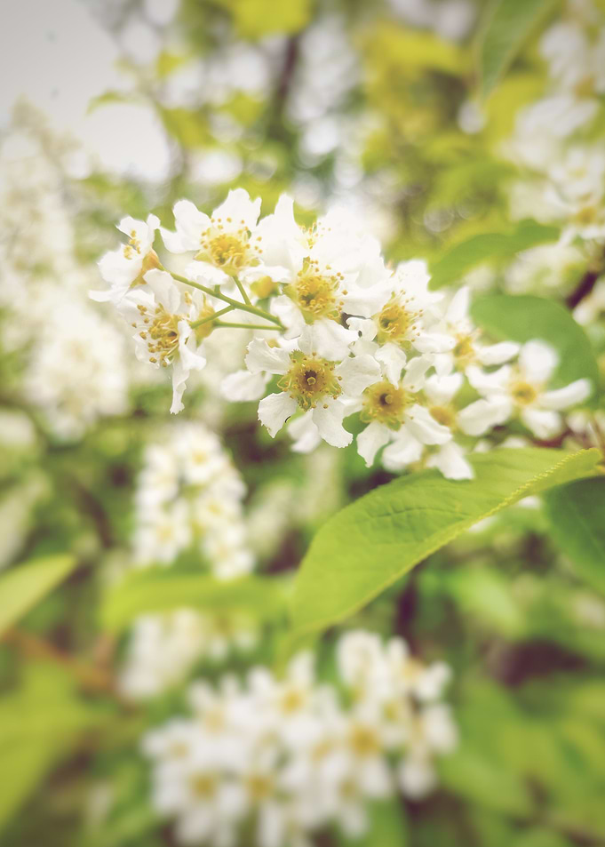 Prunus padus