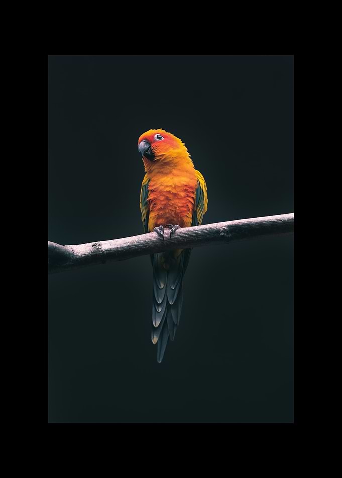 Parrot