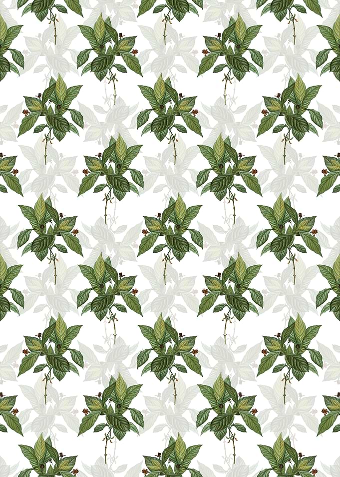Alpine Honeysuckle Plant