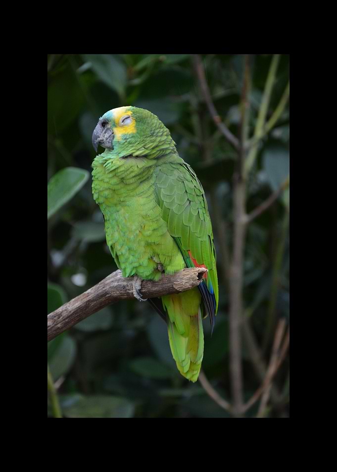 Parrot