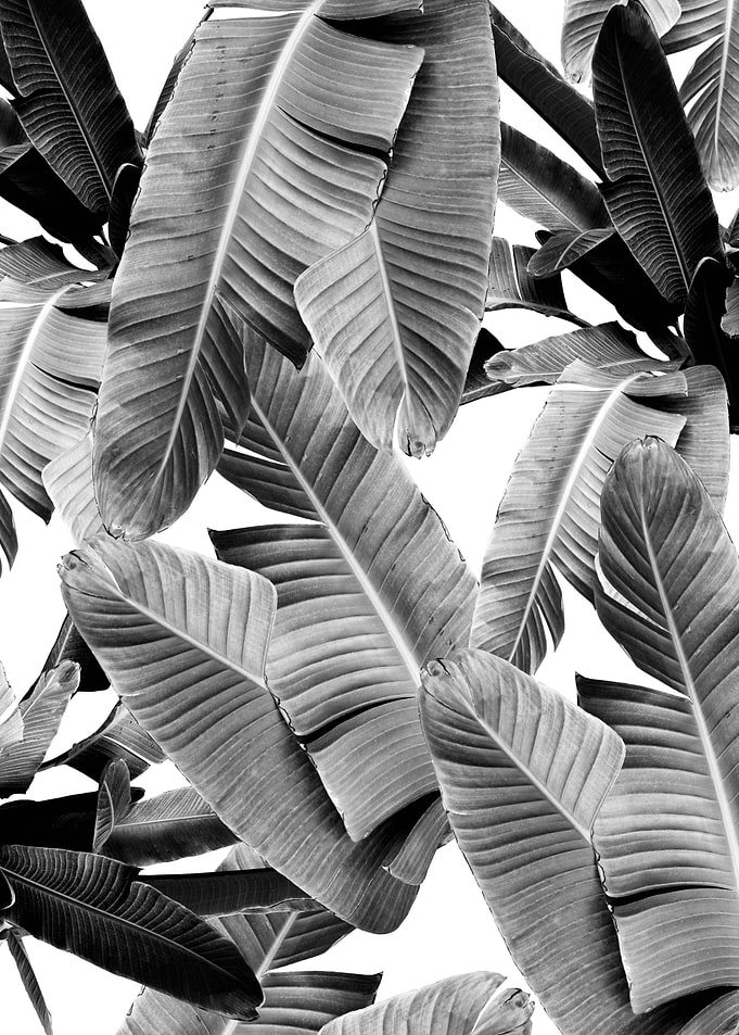 Tropical Banana Leaves 3