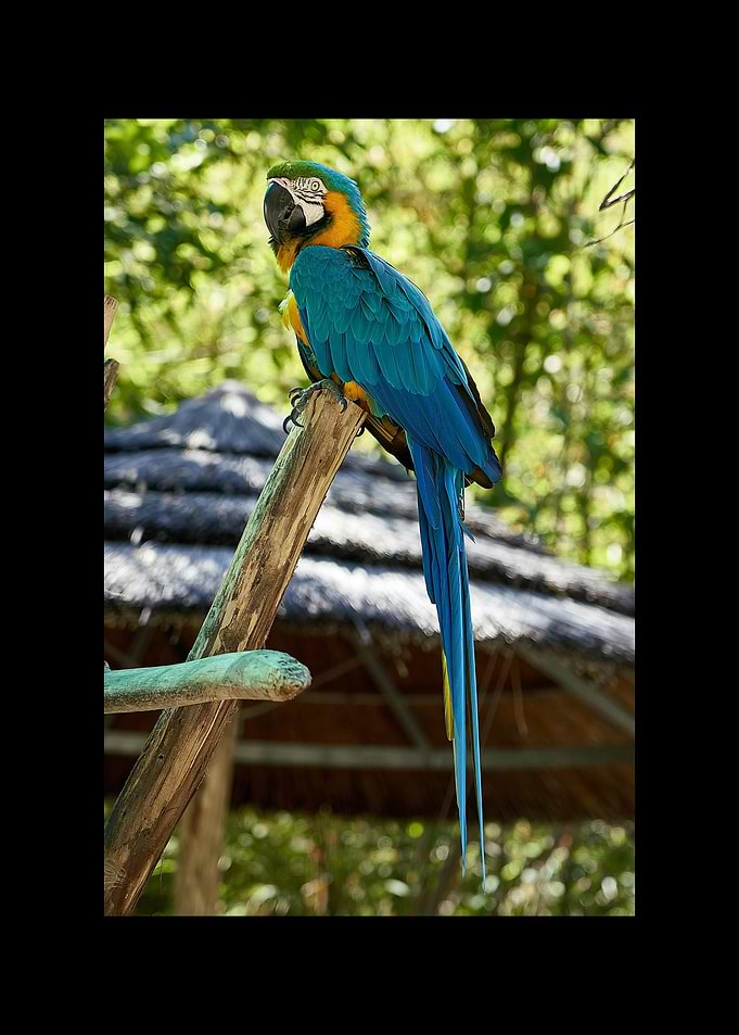 Parrot