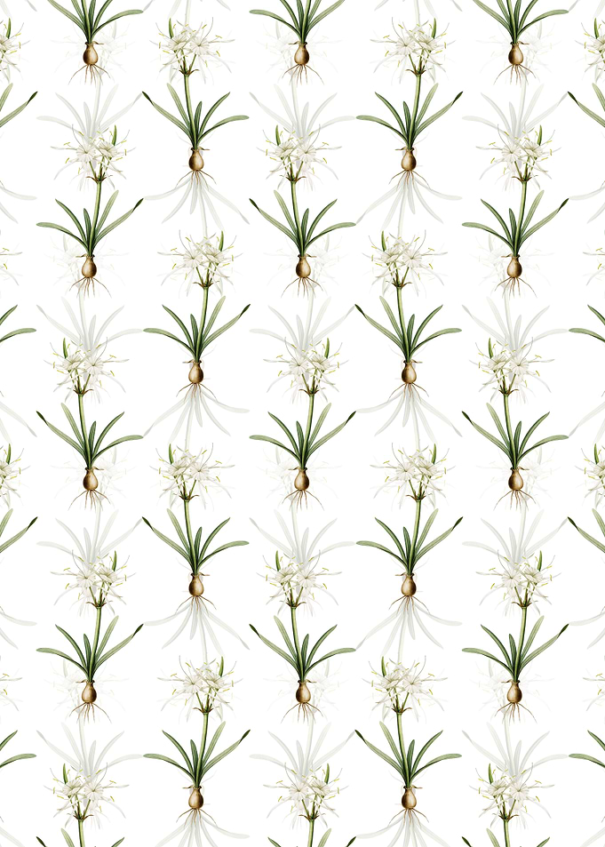 Streambank Spiderlily