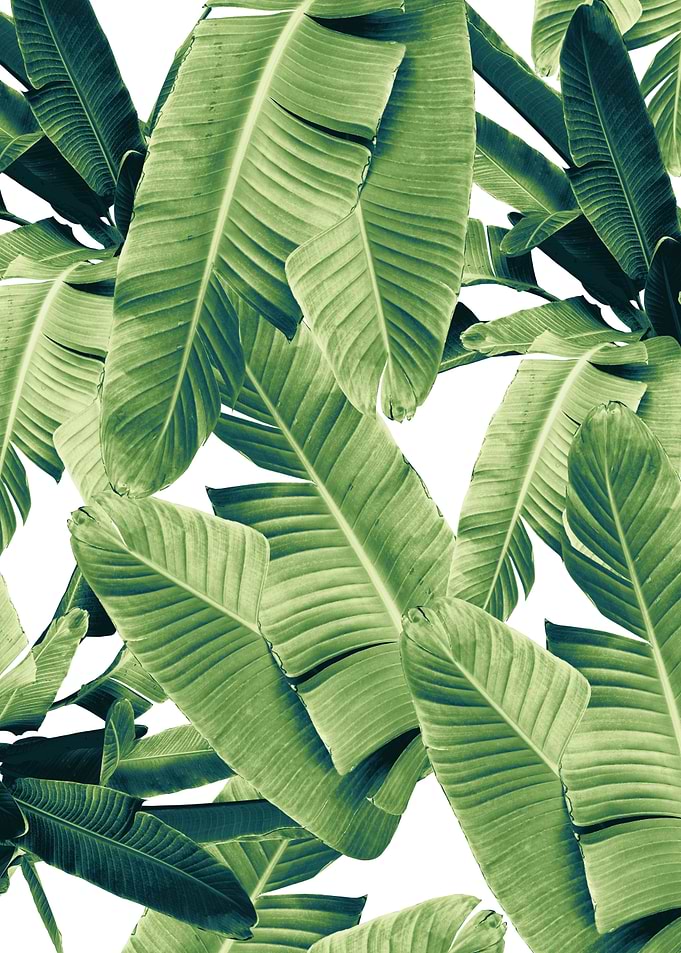 Tropical Banana Leaves 1