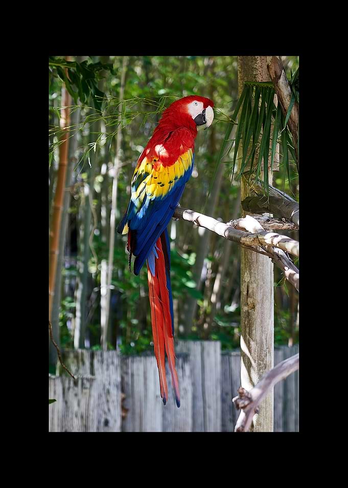 Parrot