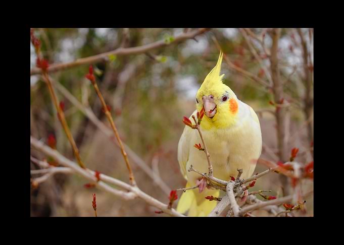 Parrot