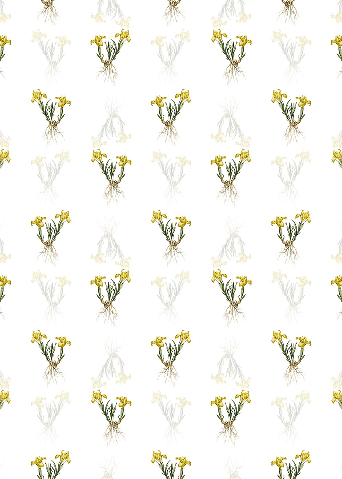 Floral Sand Iris Pattern