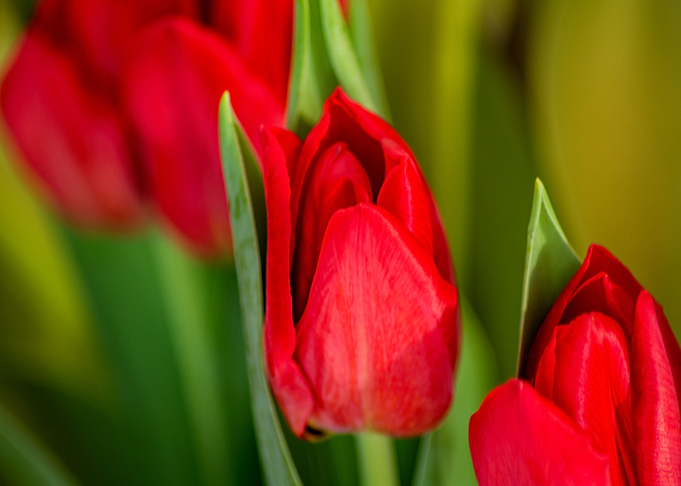 Red tulips