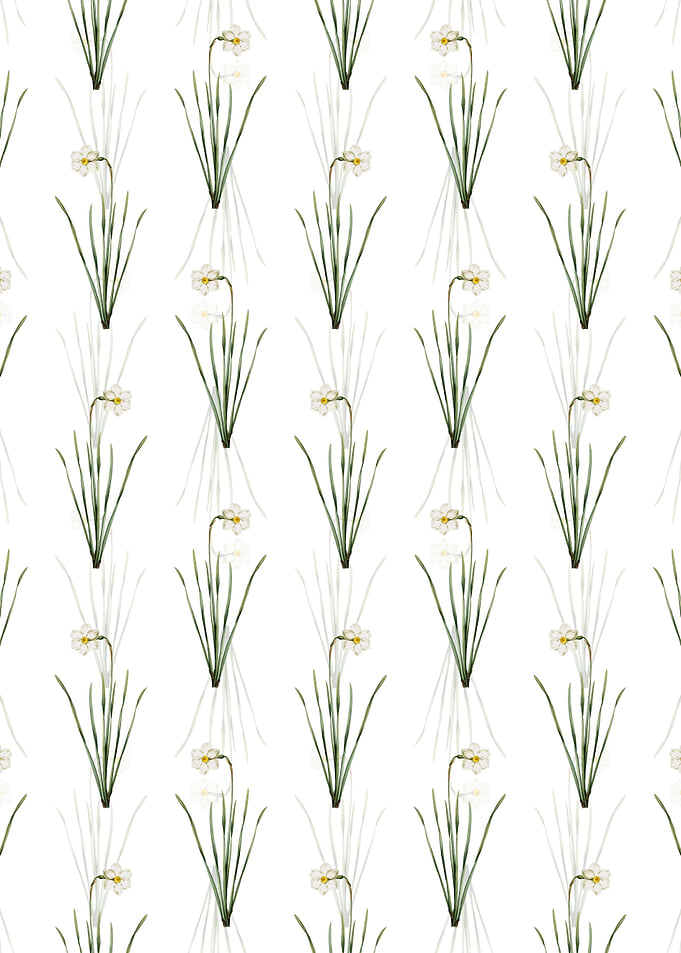 Narcissus Poeticus Pattern