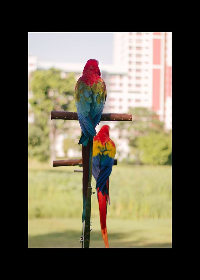 Parrot