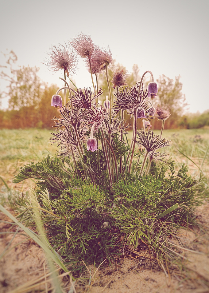 Pulsatilla Pratensis Bush