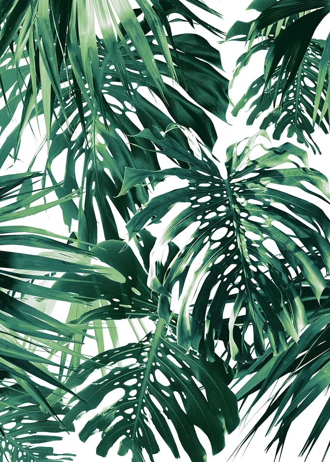 Vivid Tropical Jungle 1