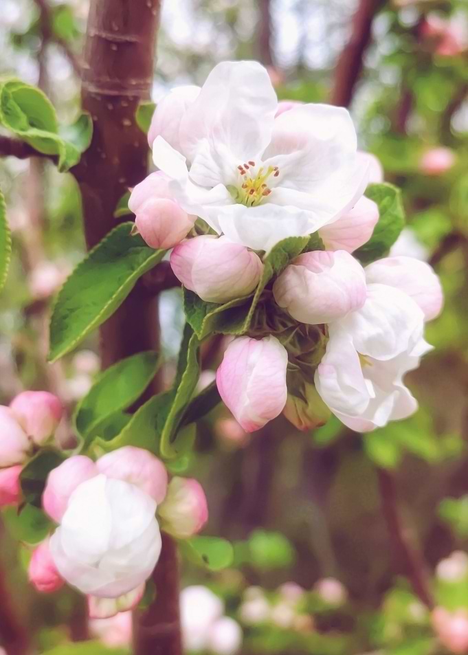 Apple Blossom