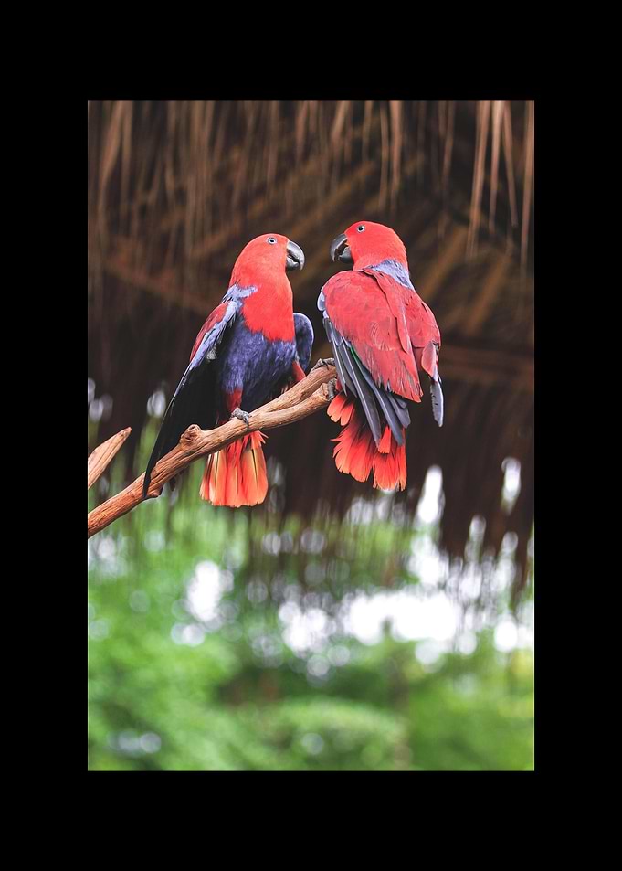 Parrot