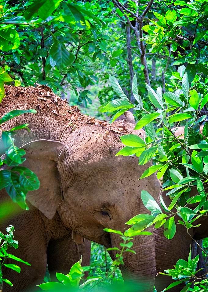Elephants