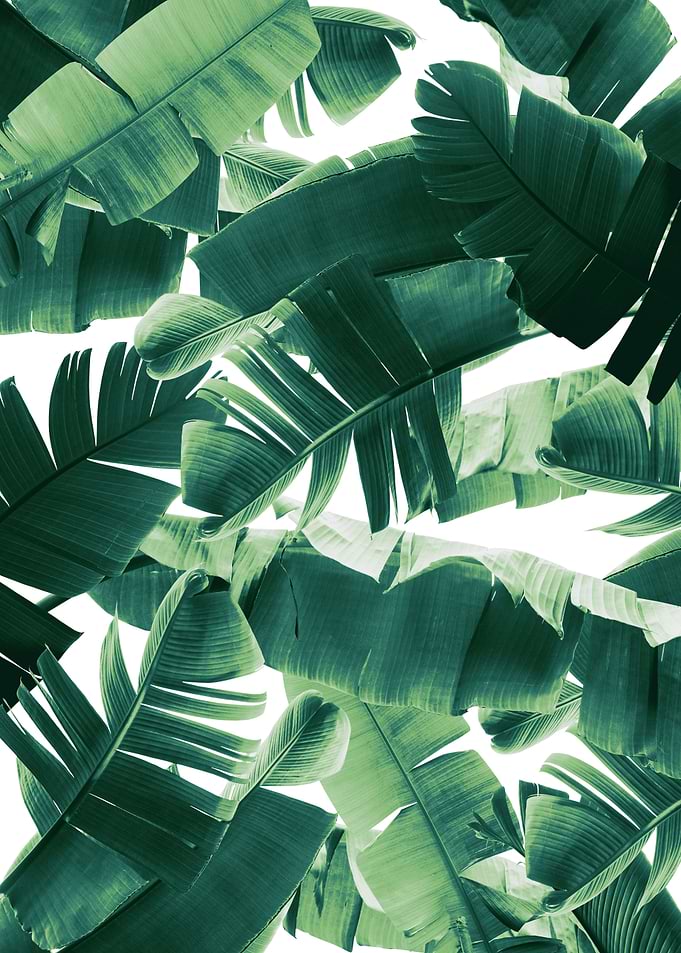 Banana Leaves Summer 1