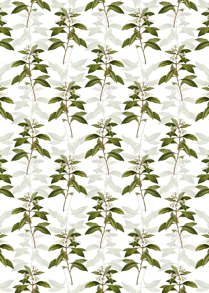 Sweet Pittosporum Branch
