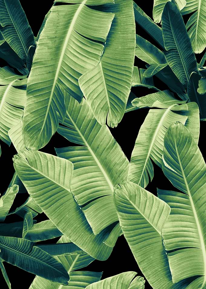 Banana Leaves Night 1