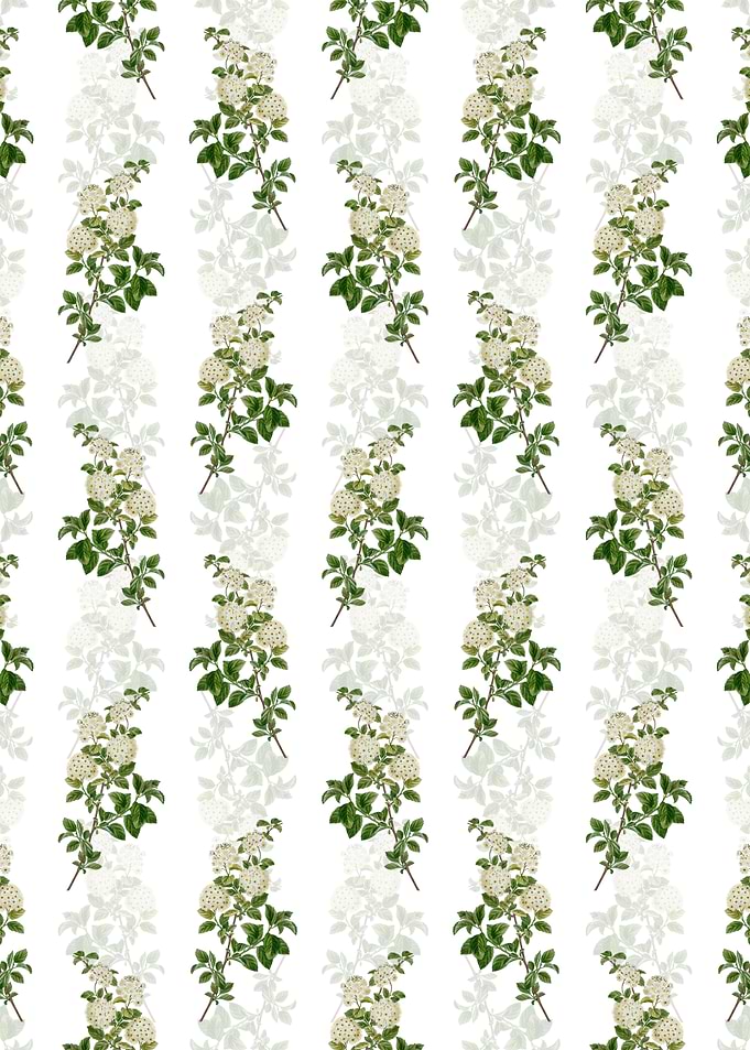 Germander Meadowsweet