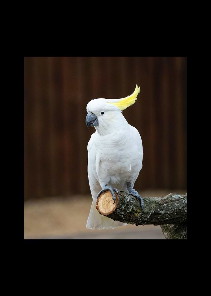 Parrot