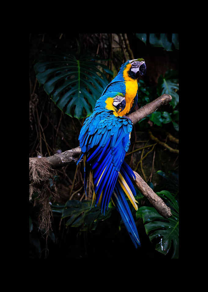 Parrot