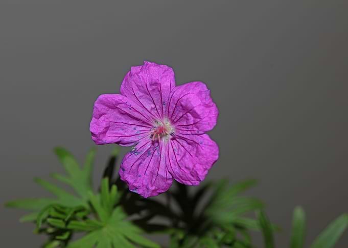 Flower close up blossoming
