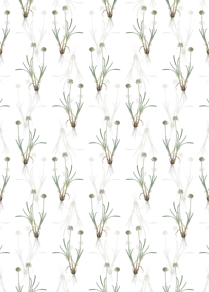 White Allium Carolinianum