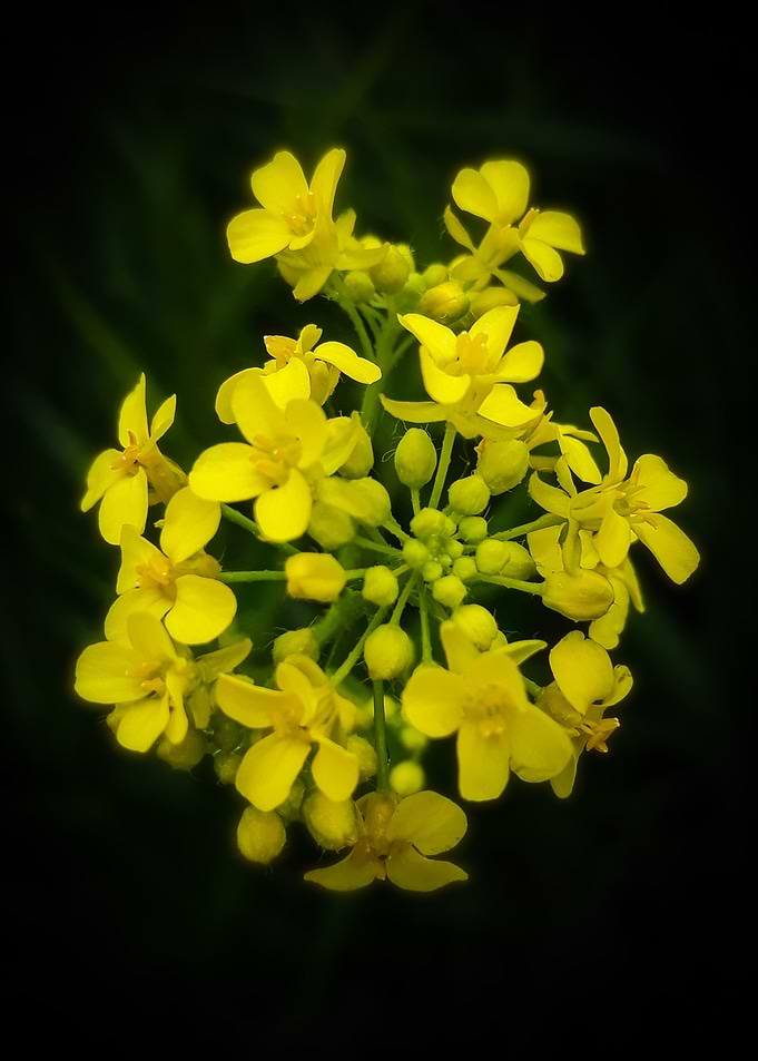 Yellow rapeseed bouquet