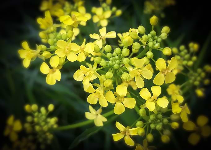 Rpeseed bouquet