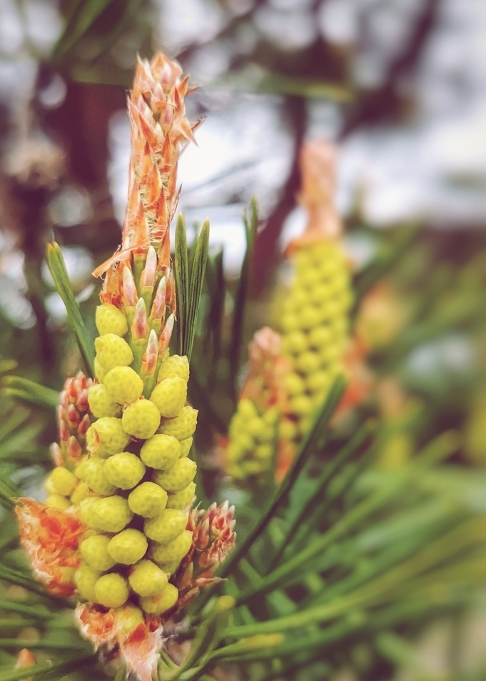 Pine