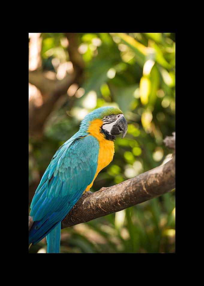 Parrot