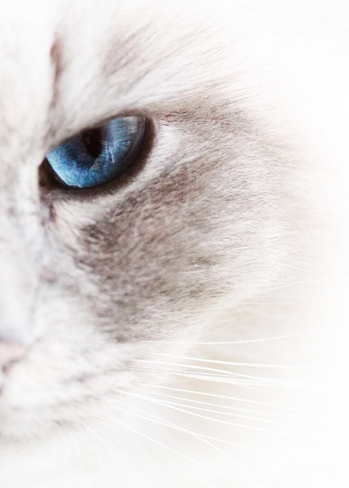 Cat Cats Feline Kitty
