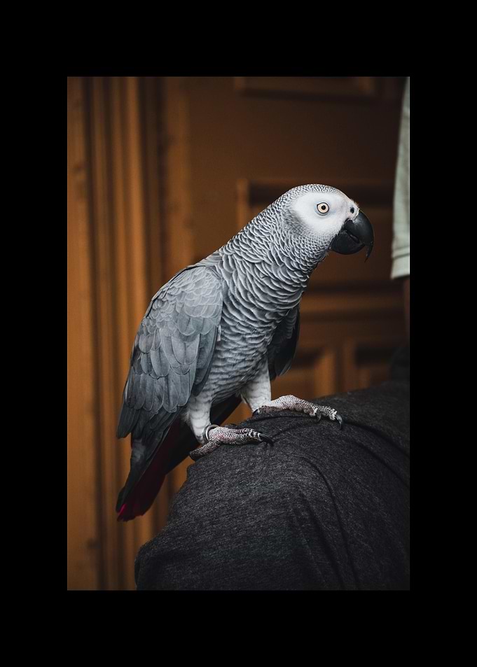 Parrot
