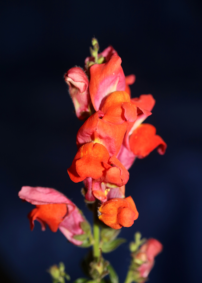 Red flower blossoms macro